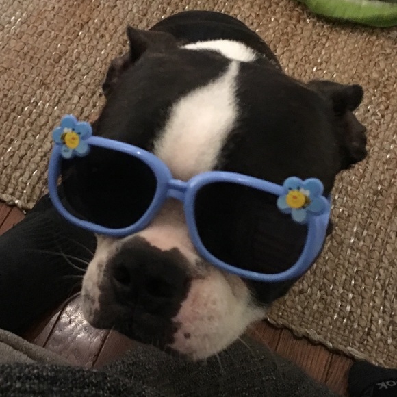 Meet your Posher, Sapphire - Picture 1 of 1